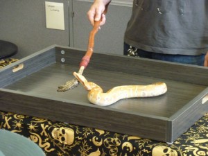 albino python