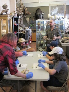 animal owl pellet dissection kids