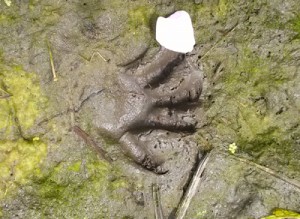 raccoon track in mud nature programs for kids