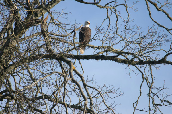 Winter at Camas Country Mill Farm- By Tom Hunton