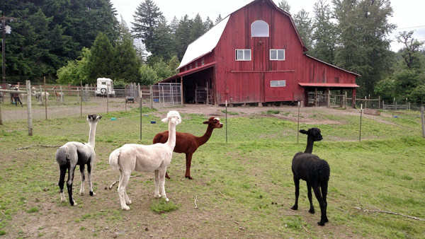 Aragon Alpacas Day: Interesting and Fun!