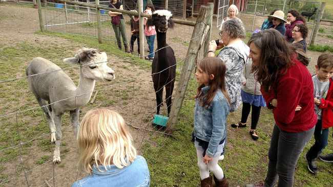 alpaca farm visit singing creek educational center