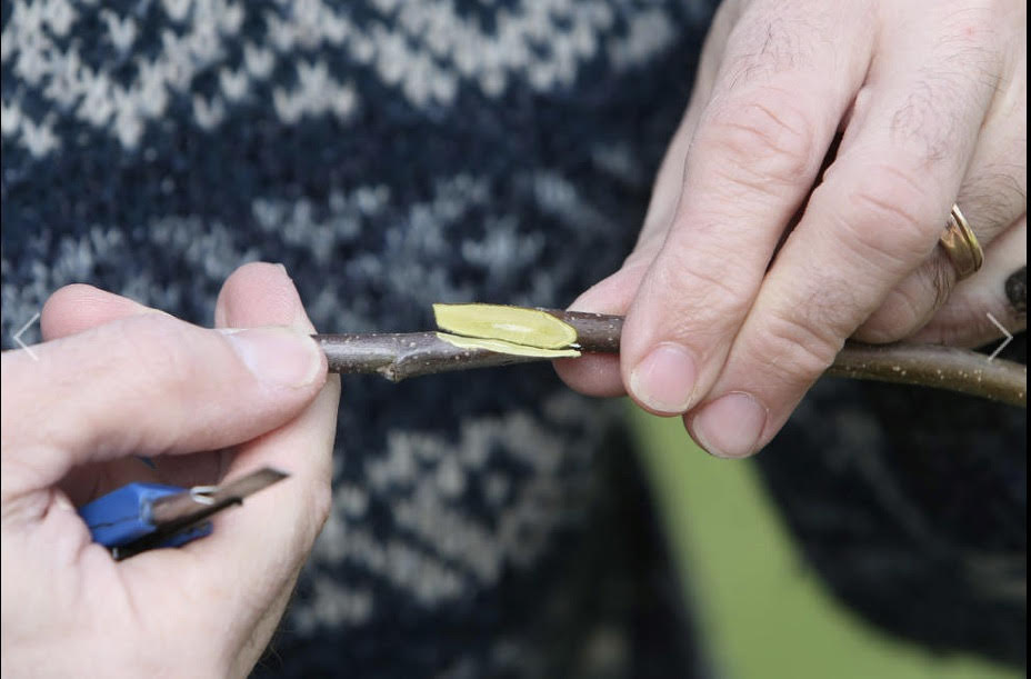 Homestead Arts: Fruit Tree Grafting