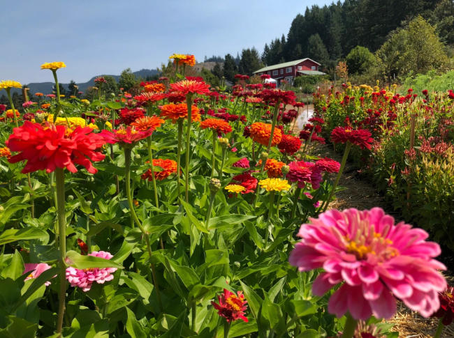 Grow Ability Farm cottage grove SCEC