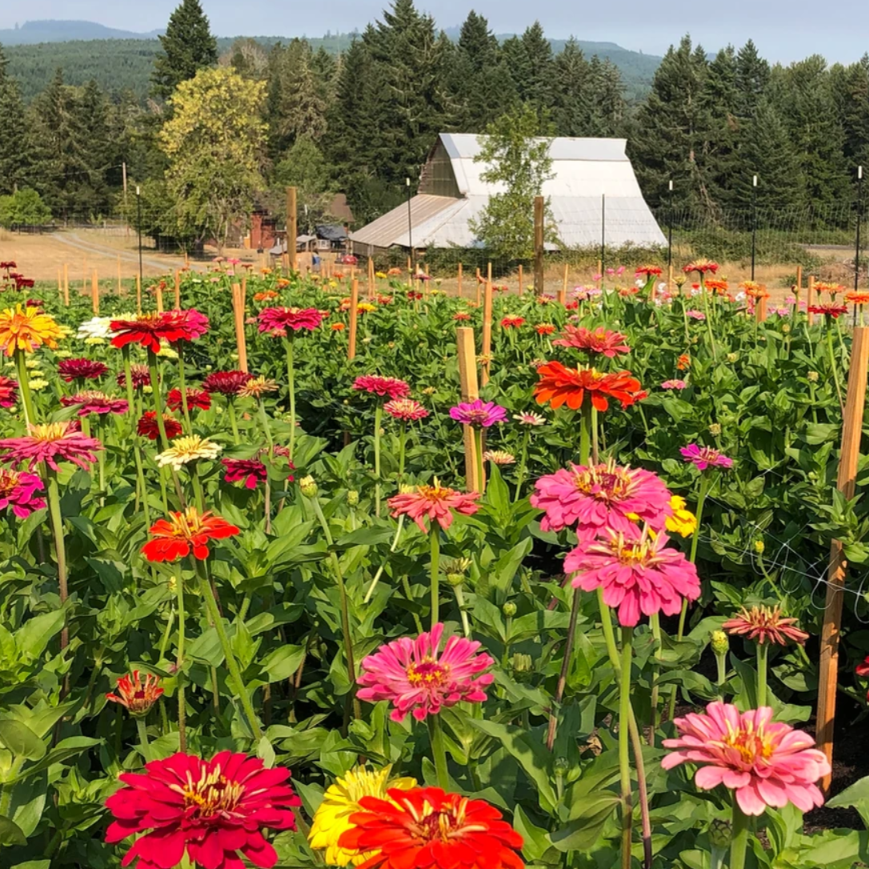 grow ability farm in cottage grove