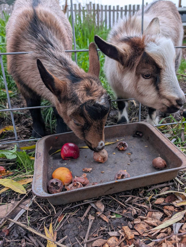 two dwarf goats for history festival